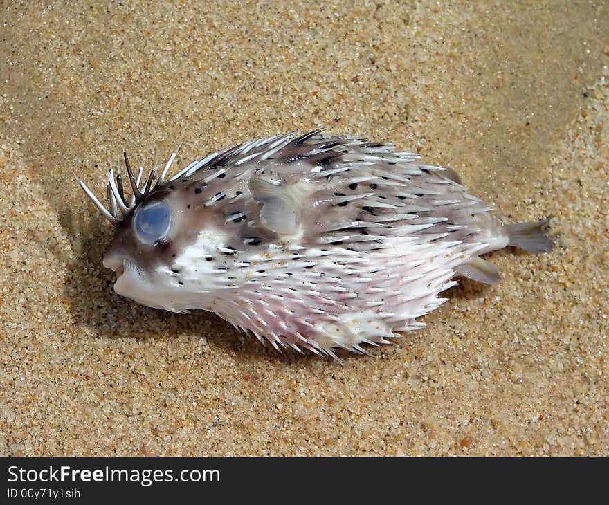 Close-up of dead porcupinefish or balloonfish washed up on beach.