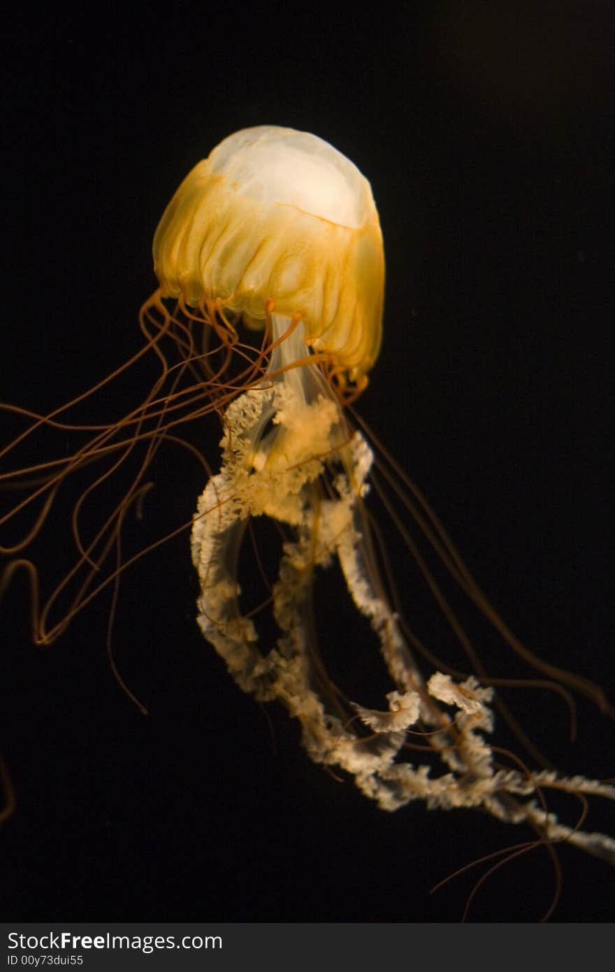 Sea Nettle Vertical Long