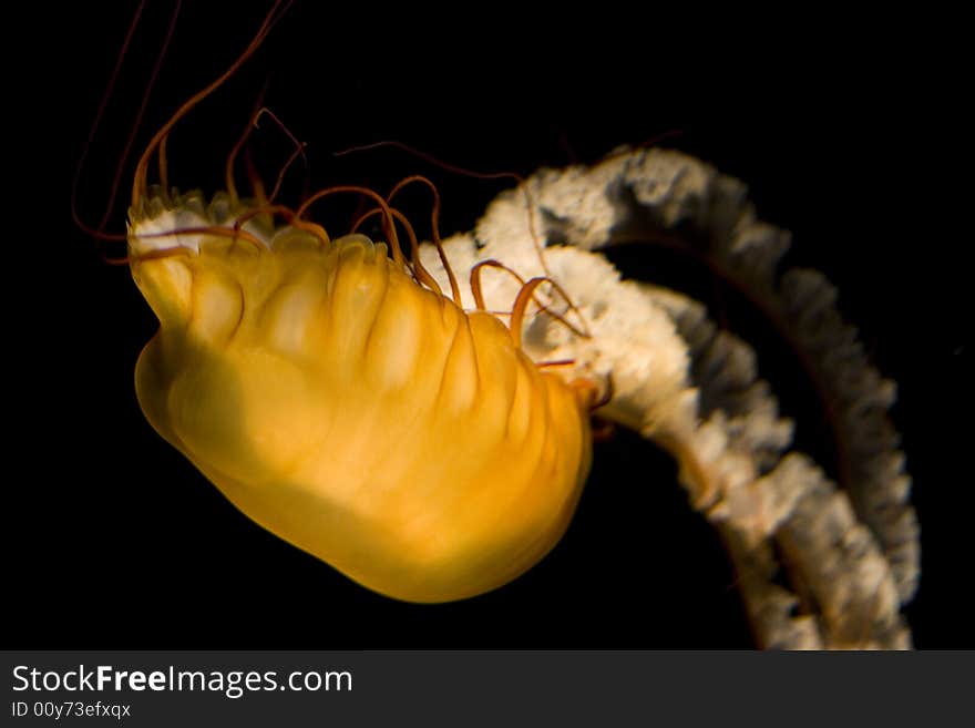 Sea Nettle Horizontal Turning