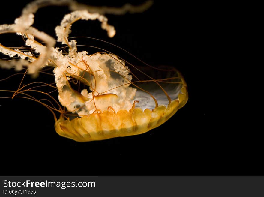 Sea Nettle Horizontal Diving