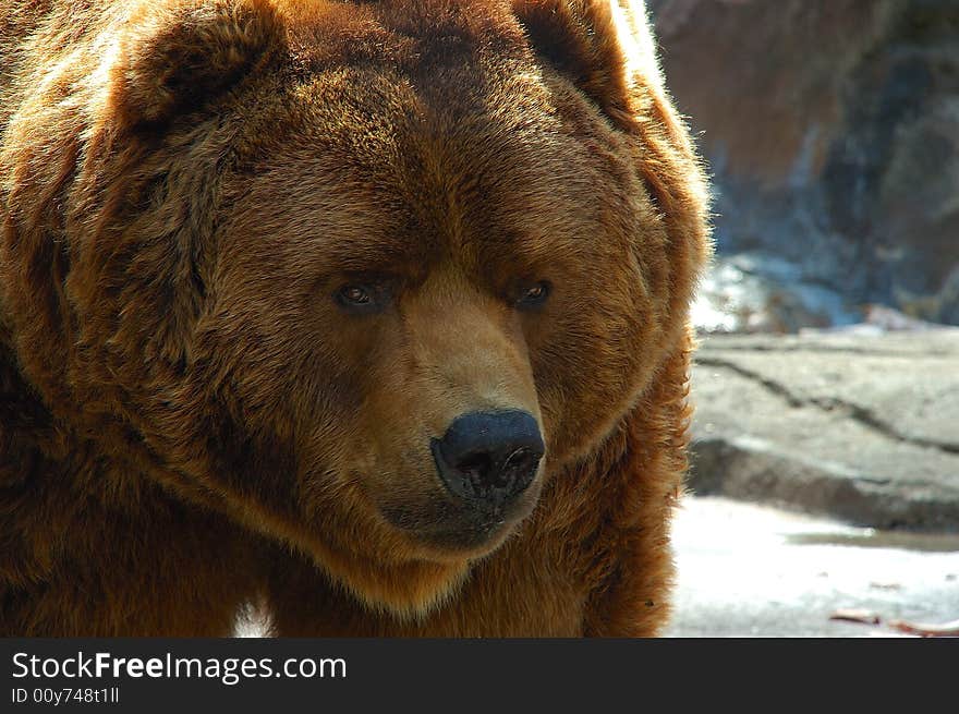 Brown bear face close up