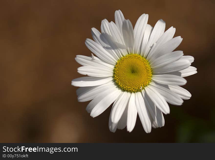 Single camomile at the sunny day