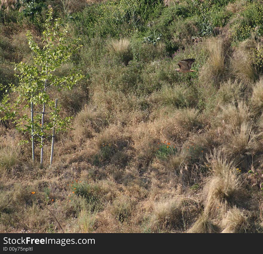 Often used in Native American lore, a red-tailed hawk flies low in a wilderness area in California. Often used in Native American lore, a red-tailed hawk flies low in a wilderness area in California