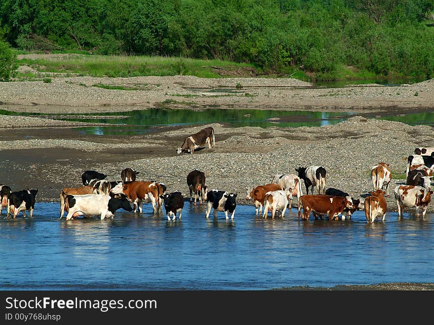 Herd of cows hot day about the river