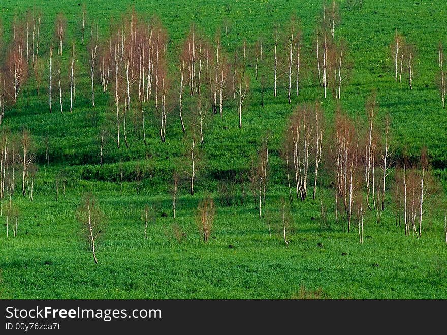 Dry trees among a young grass. Dry trees among a young grass