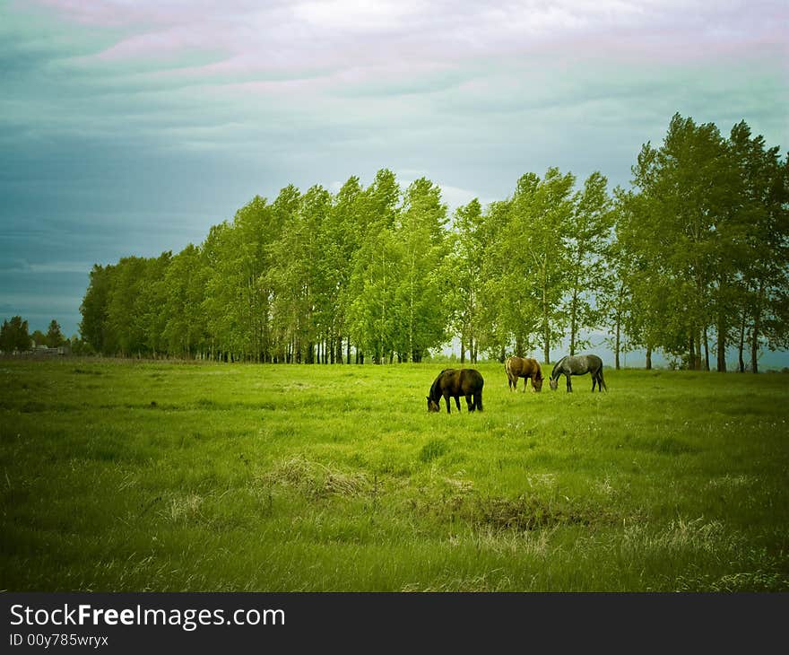 Horse graze on the field. Horse graze on the field