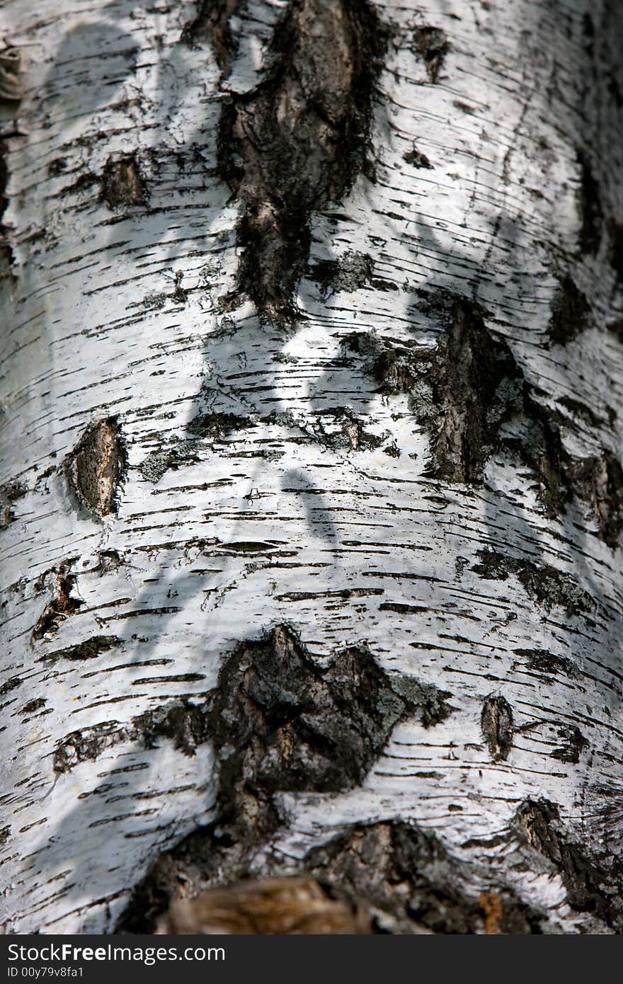 Birch texture, close-up view of tree