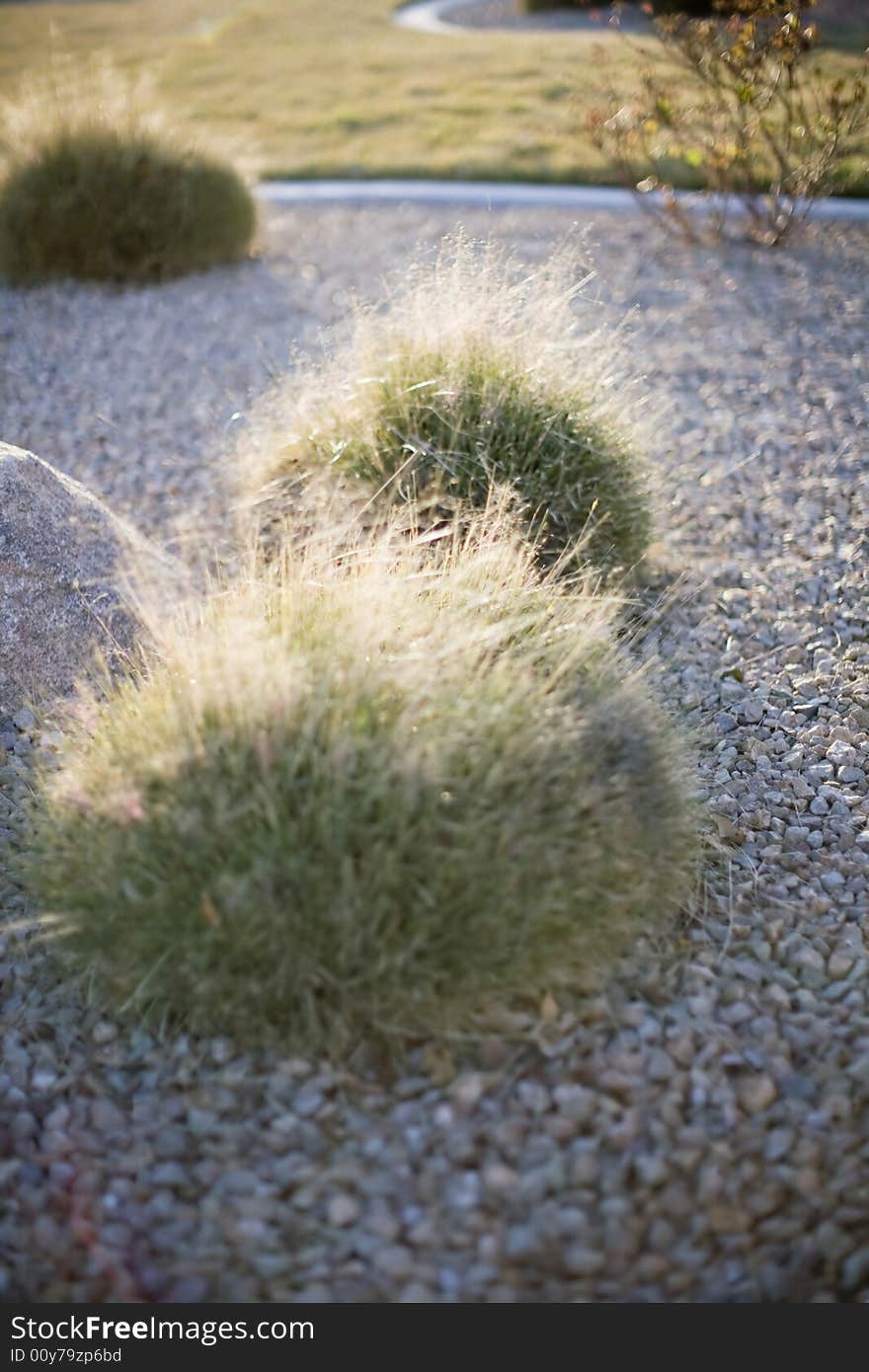 Desert plant