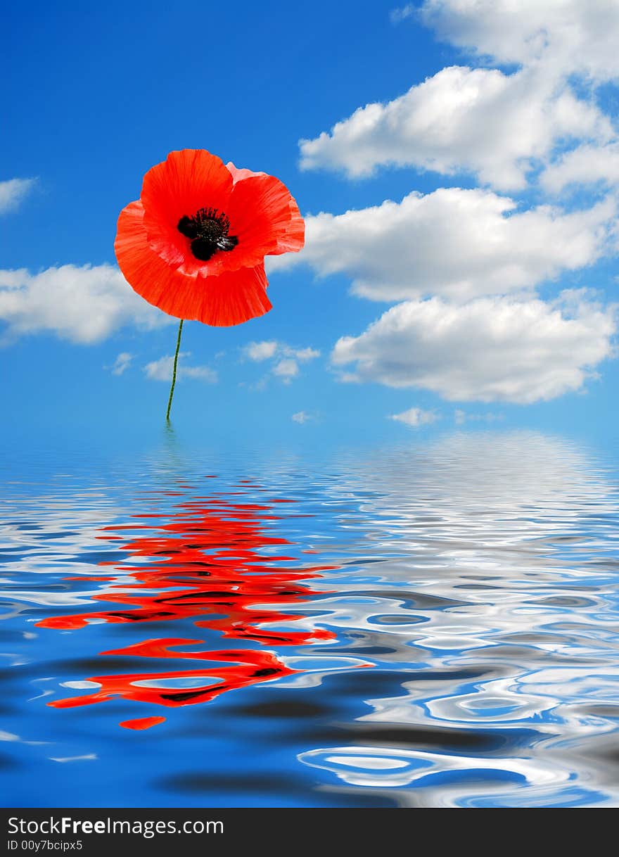 Composite image of poppy, beautiful sky and water reflection. Composite image of poppy, beautiful sky and water reflection