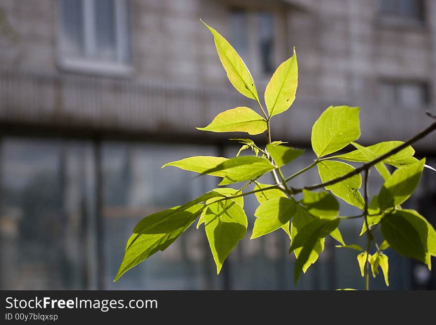 Group of leafs on building background.