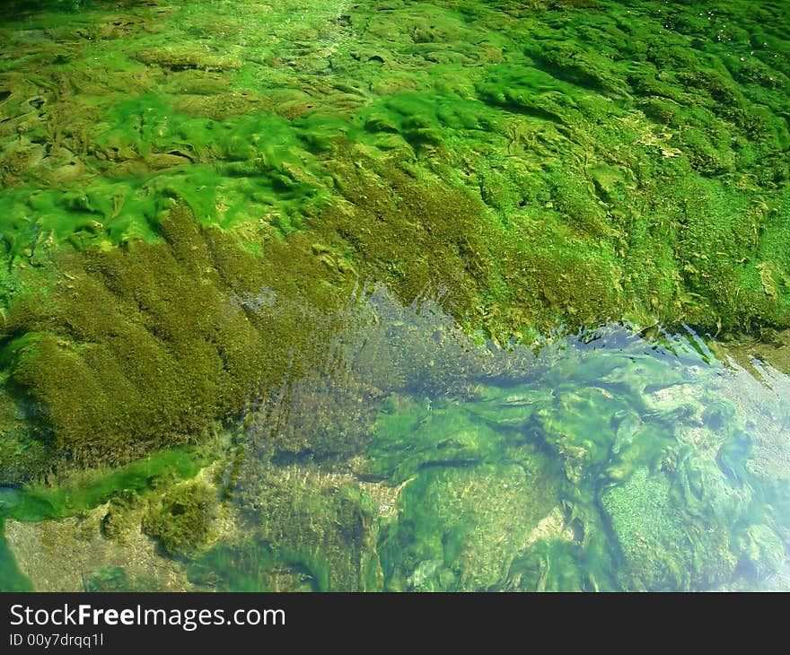 Detail of under water flora on Bosnia river, Sarajevo. Detail of under water flora on Bosnia river, Sarajevo