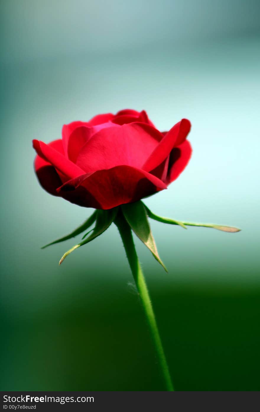 Red rose on the stalk. Red rose on the stalk