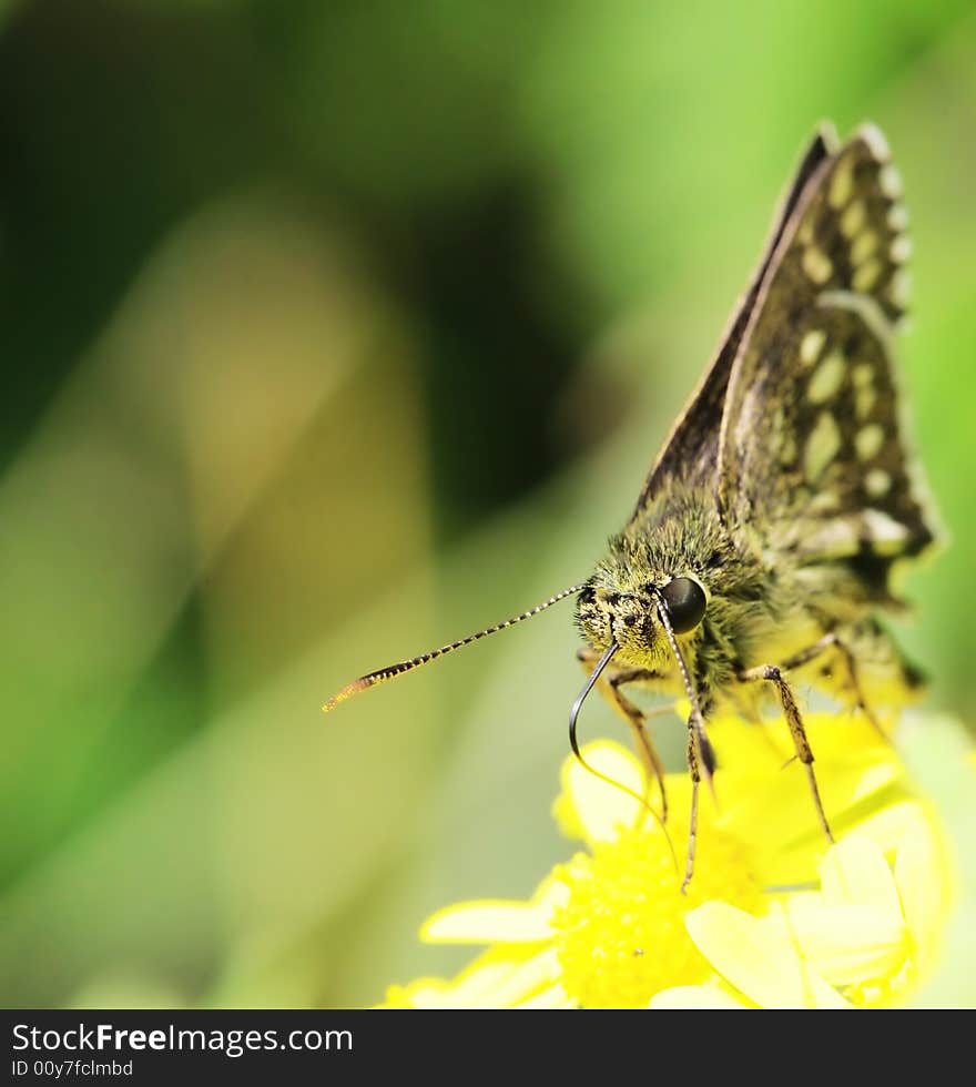 The butterfly fall a plant .
shoot it in a garden . The butterfly fall a plant .
shoot it in a garden .