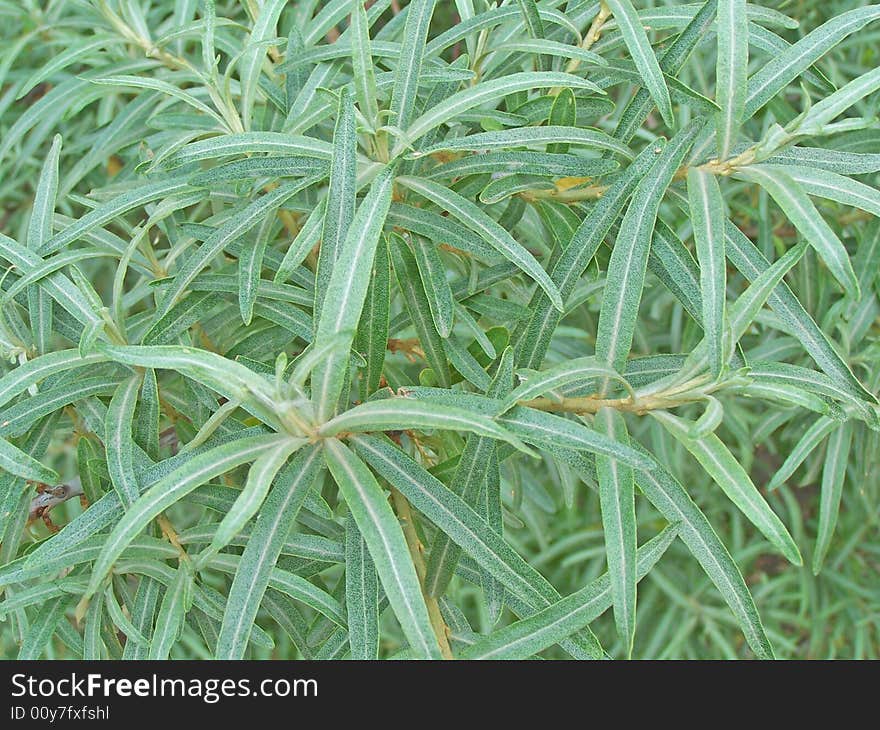 Sea-buckthorn