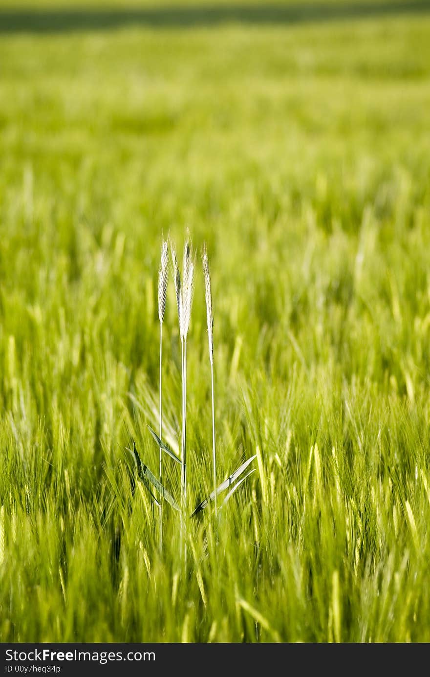 Green field with spring crops