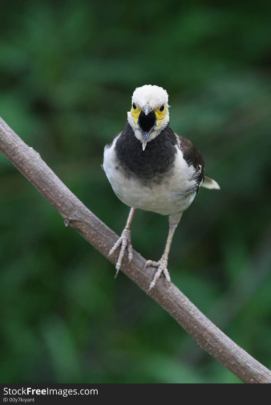 Black-collared Starling 94-32