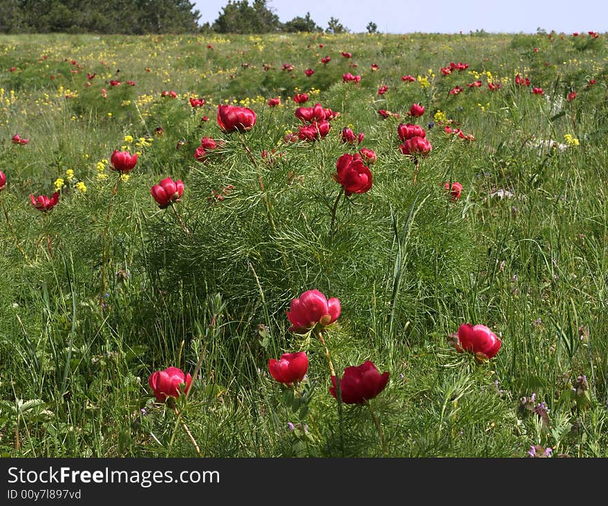 Mountain pasture