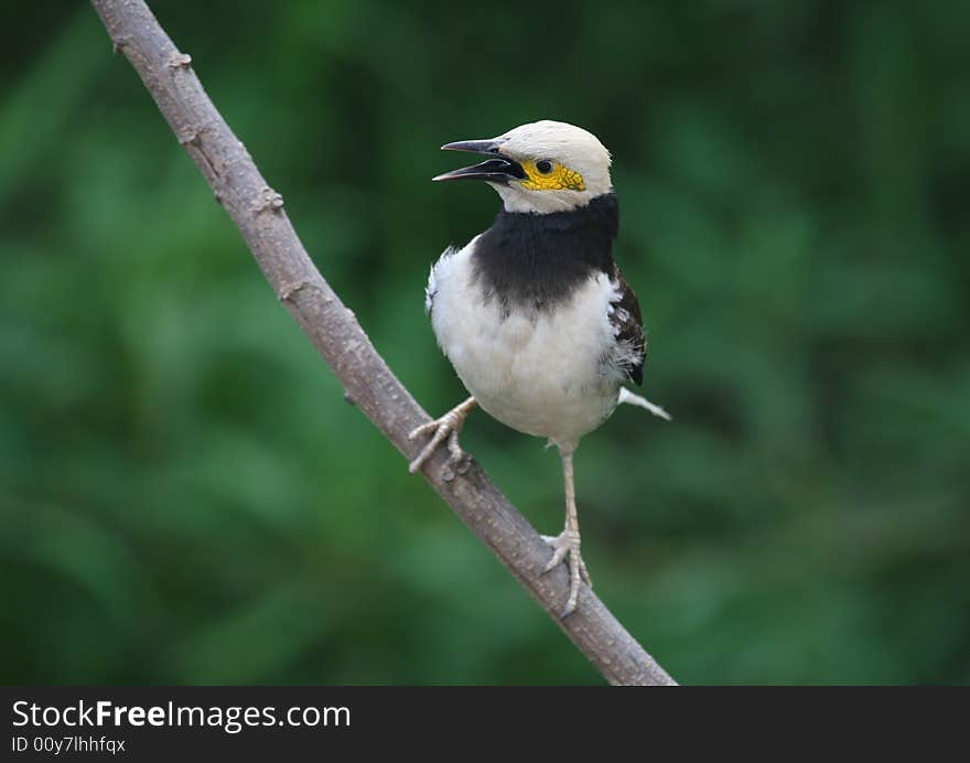 Black-collared Starling bird noisy creature,plumage mainly white & black, broad band around neck, hence it's name, bright yellow face cheeks and legs,small beady eyes. Black-collared Starling bird noisy creature,plumage mainly white & black, broad band around neck, hence it's name, bright yellow face cheeks and legs,small beady eyes.