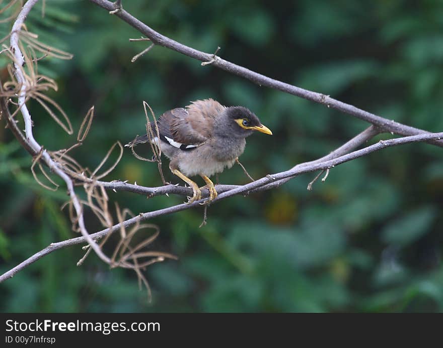 Young Common Myna bird ,when in adult plumage very handsom with distinctive features brown back & wings, black chest and underbellie, yellow face cheeks, fascinating blue eyes with circle of shiny dots around iris's.