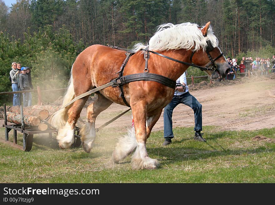 The draught horse - the sudden effort