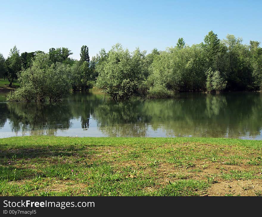 Trees by the lake