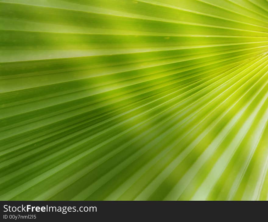 Leaf with light casting, perfect for the background. Leaf with light casting, perfect for the background