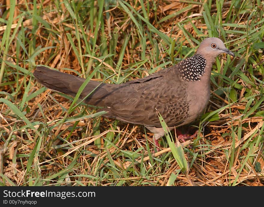 Spotted Dove pigeon sized bird, wings and tail brown, head & chest pinkish, has broad black band around neck with white spots . Spotted Dove pigeon sized bird, wings and tail brown, head & chest pinkish, has broad black band around neck with white spots .