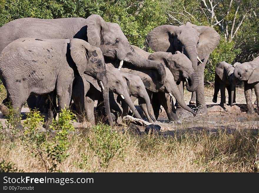 Elephant family drinking at awaterhole. Elephant family drinking at awaterhole