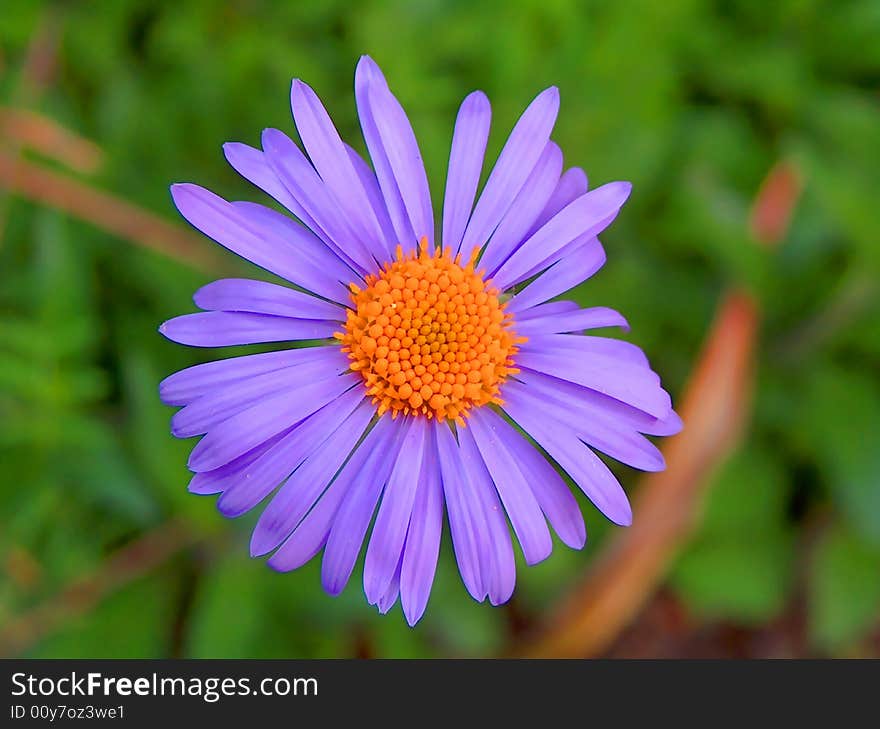 Detail of flower in the garden.