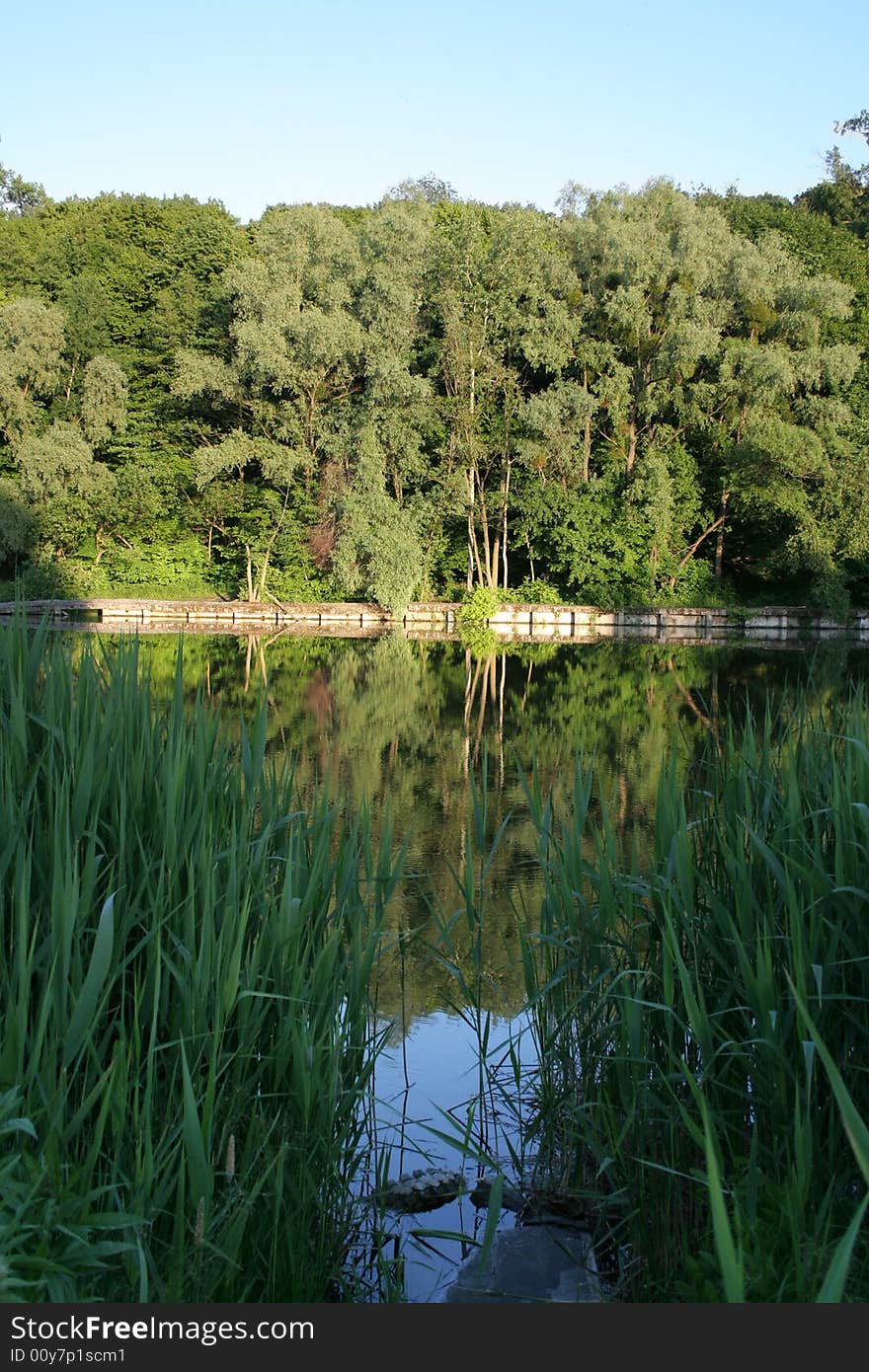 Lake In The Forest