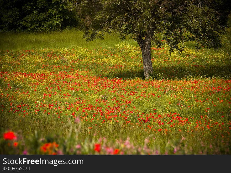 Field And Tree