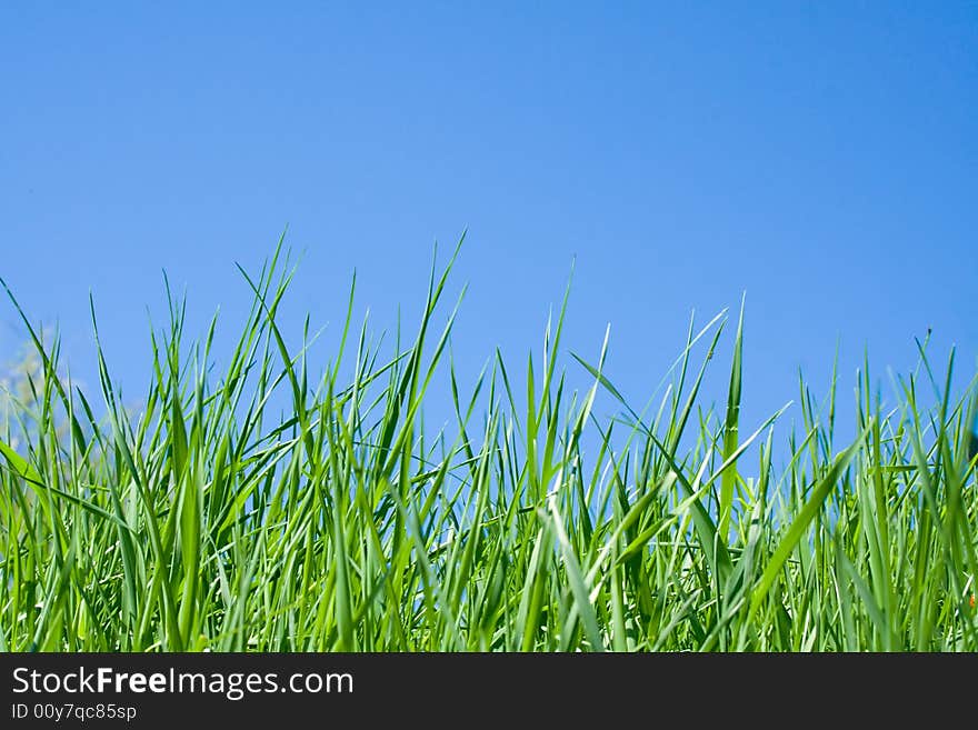 Green grass and blue clear sky. Green grass and blue clear sky