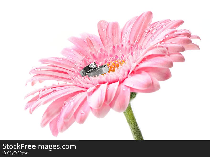 Roze gerbera