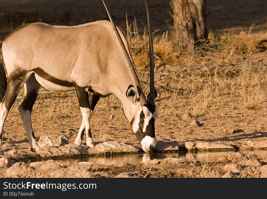 Oryx drinking from waterhole