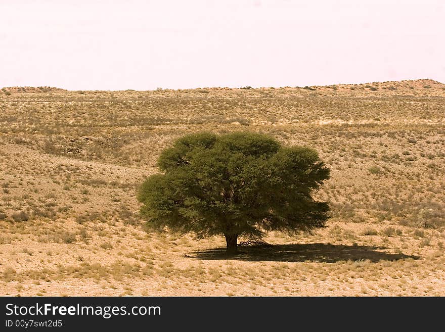 Landscape in the Kgalagadi Transfrontier Park. Landscape in the Kgalagadi Transfrontier Park