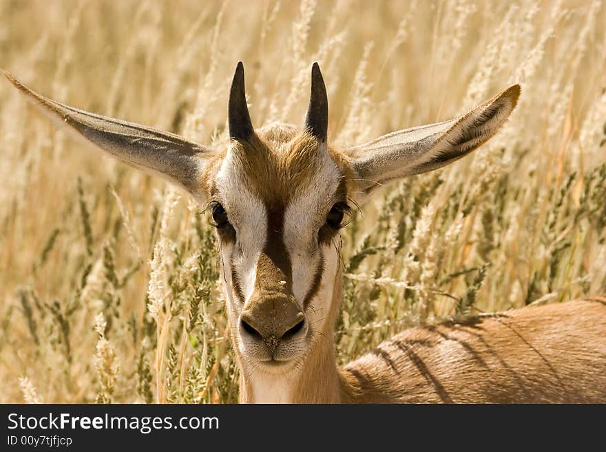 Young springbok in Kgalagadi Transfrontier Park