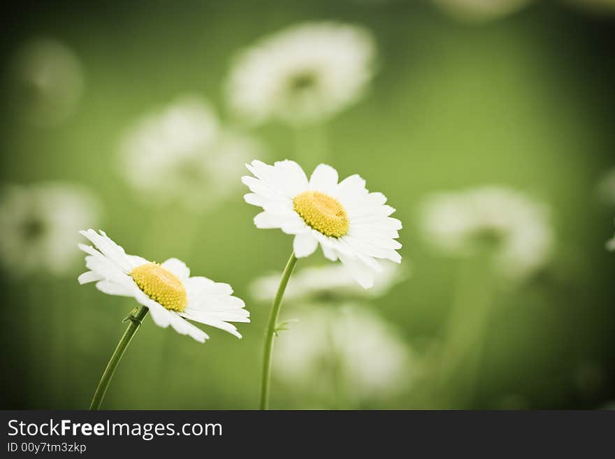 Love aperture shot. Two tender chamomiles over green soft background. Love aperture shot. Two tender chamomiles over green soft background