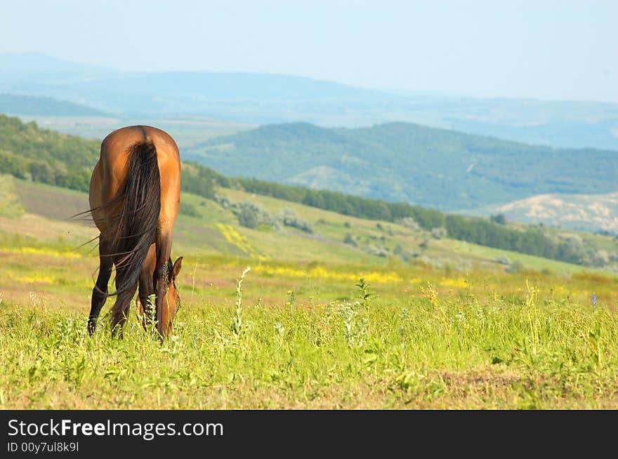 Lonely horse grazing at the green grass meadow