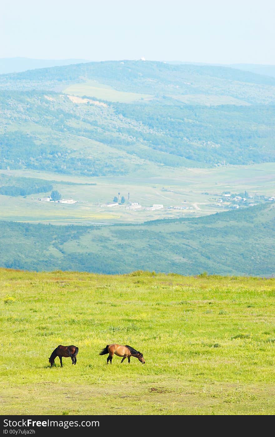 Two horses grazing at the green grass meadow