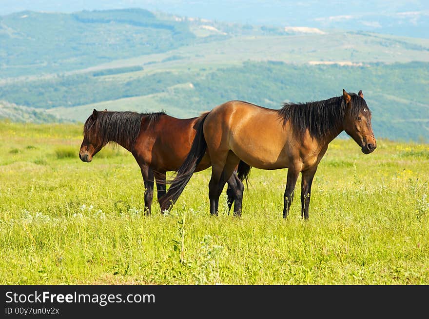 Couple of horses grazing at the green grass meadow. Couple of horses grazing at the green grass meadow