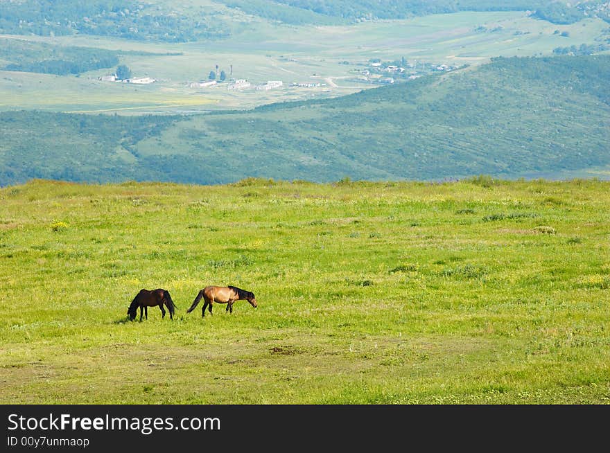 Couple of horces grazing