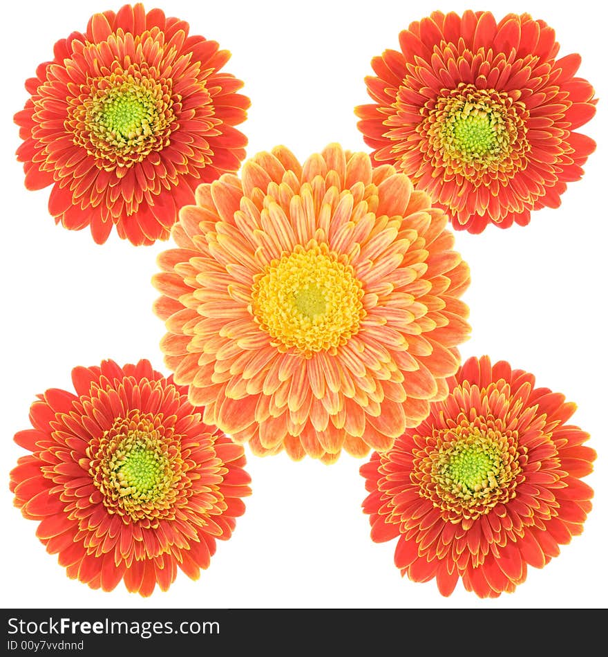 Five colorful gerbera flowers on white background. Two kinds. Five colorful gerbera flowers on white background. Two kinds