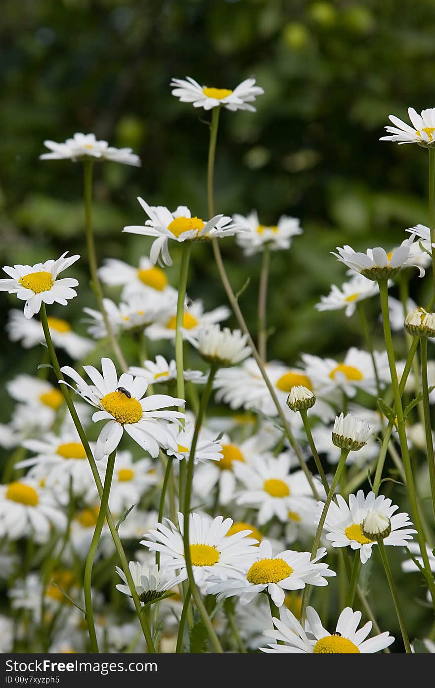 Field of white chamomiles