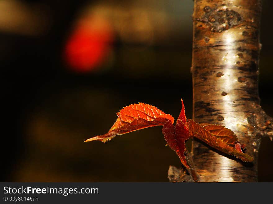 Golden Leaves