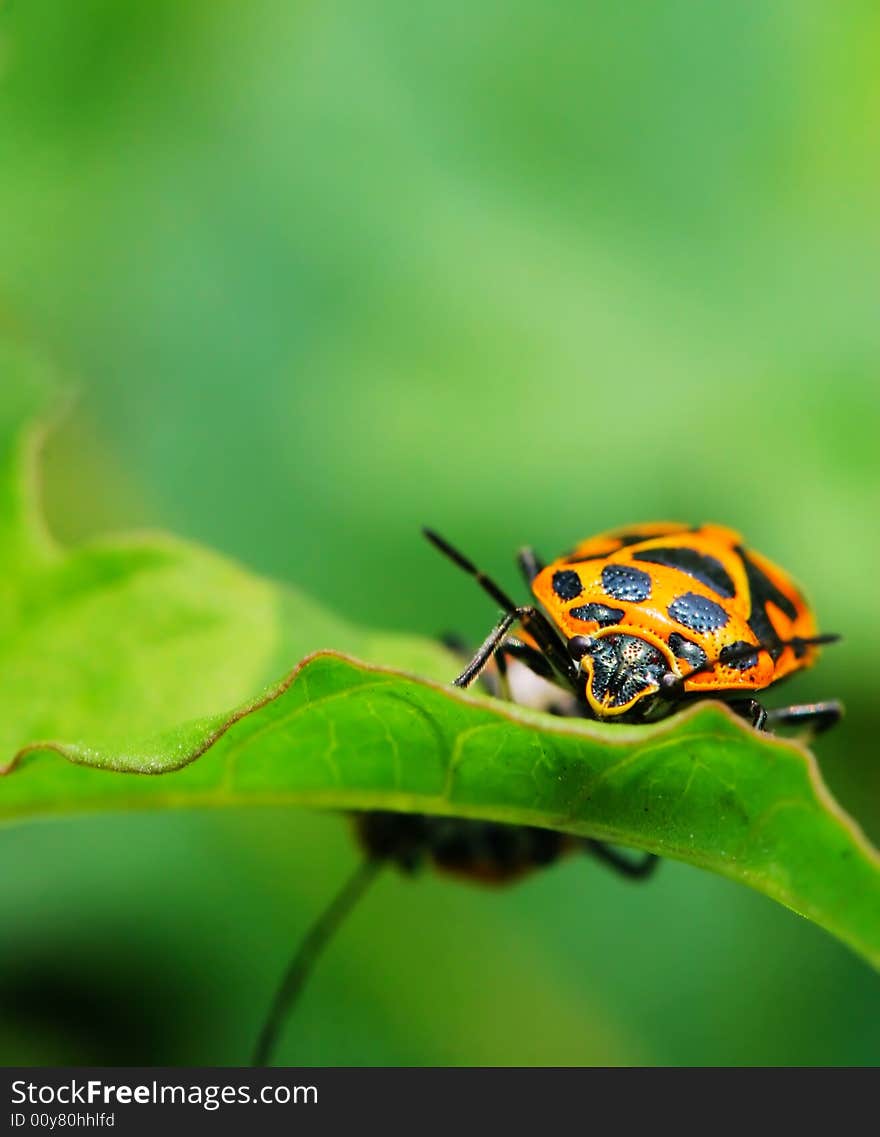 The bug on the plant with a green background