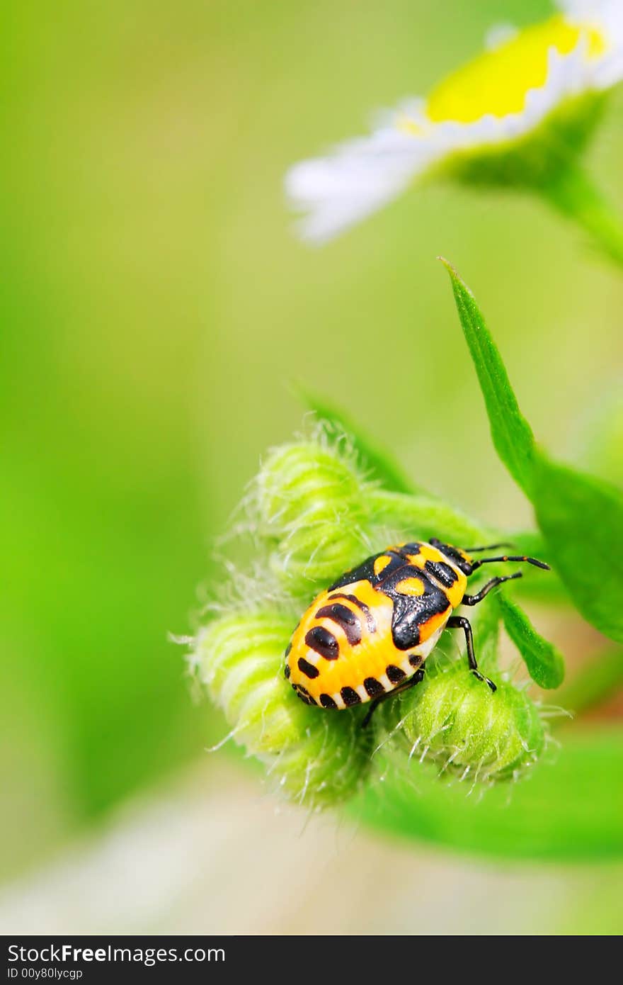 Bug on the plant