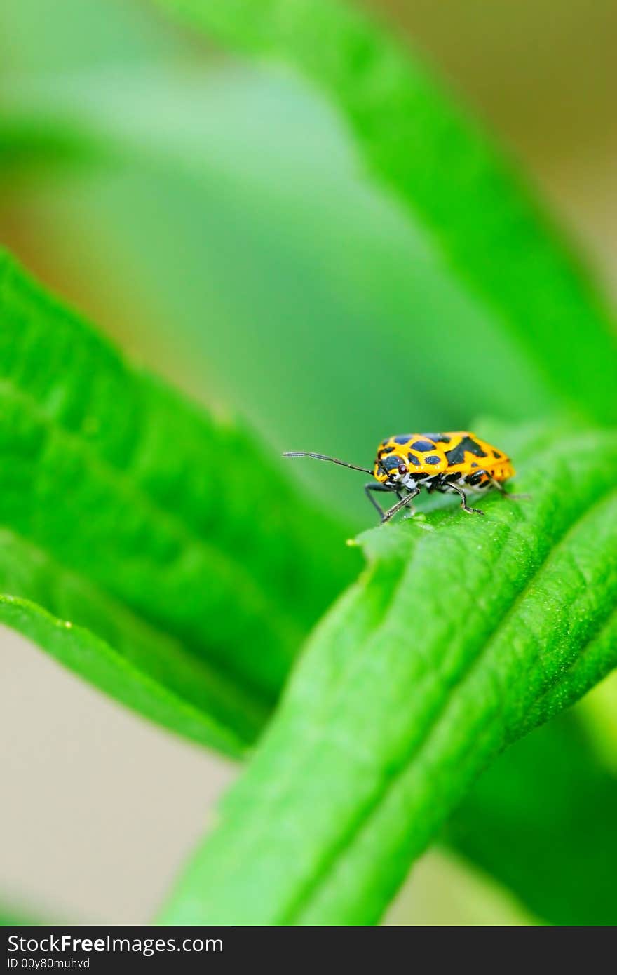 The bug on the plant with a green background