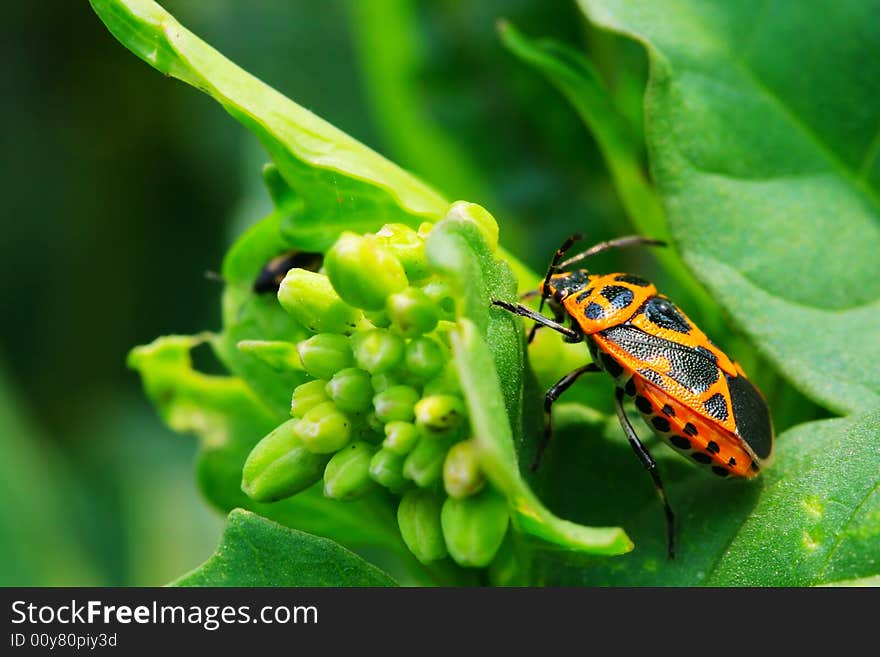 The bug on the plant with a green background