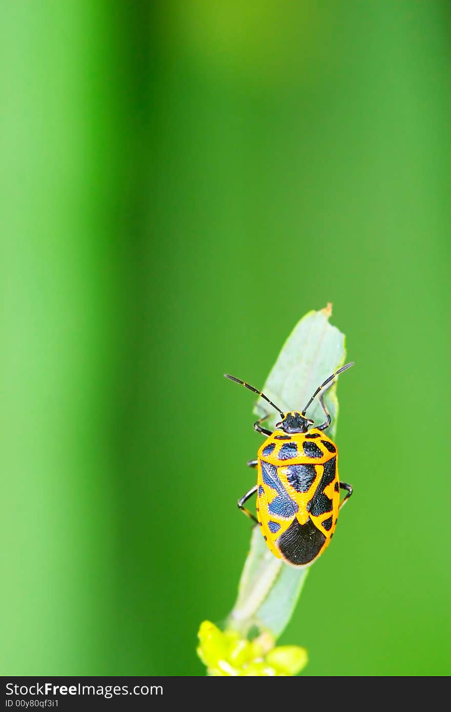 The bug on the plant with a green background