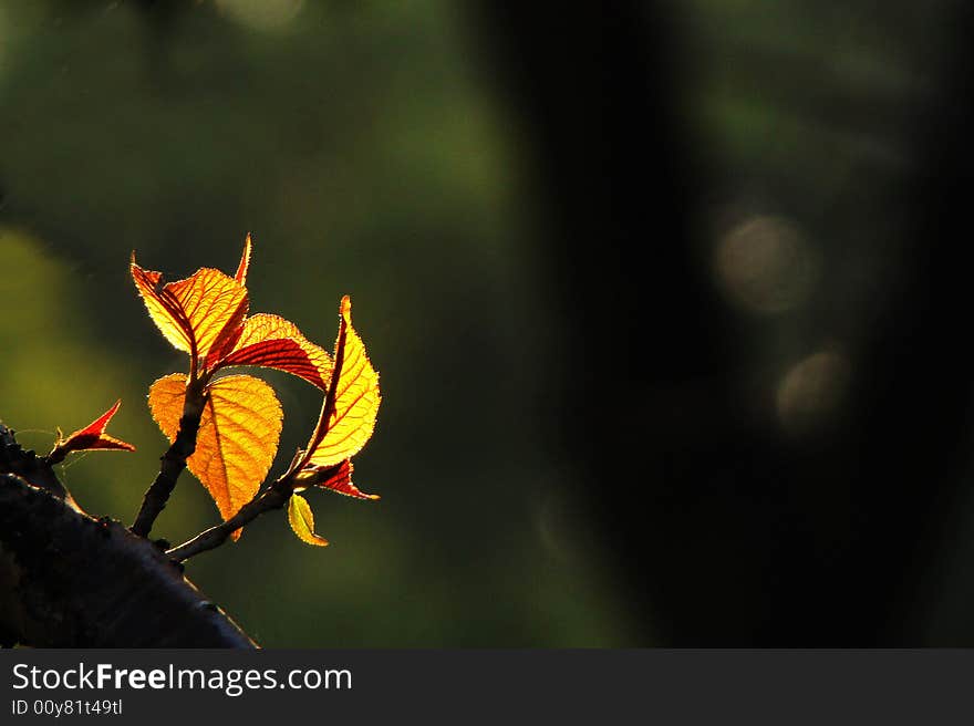 Golden leaves